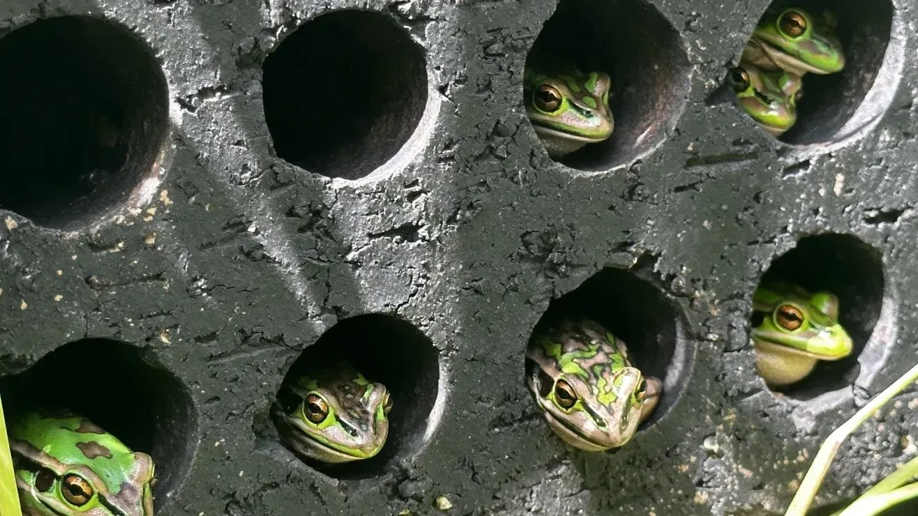 Saunas e banhos medicinais para rãs: salvando anfíbios ameaçados