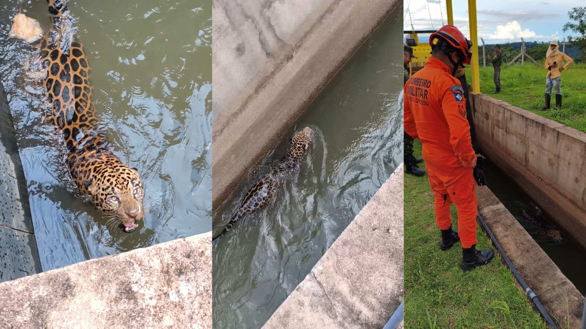 Onça-pintada presa em canal de usina é resgatada no MT