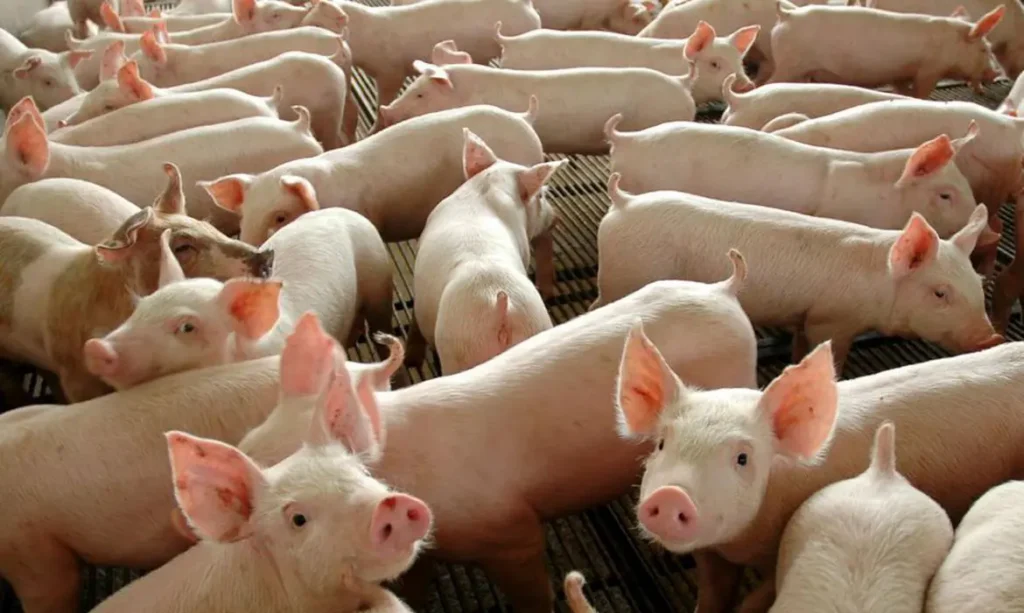 ABPA projeta US$ 57 milhões em negócios com a Ásia em 2023