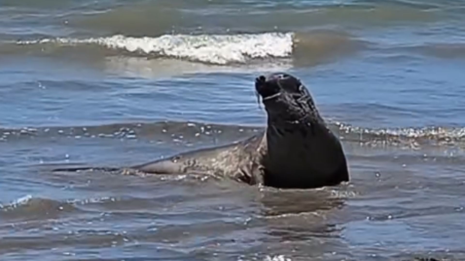 Elefante-marinho “Leôncio” morreu por golpe na cabeça em Alagoas