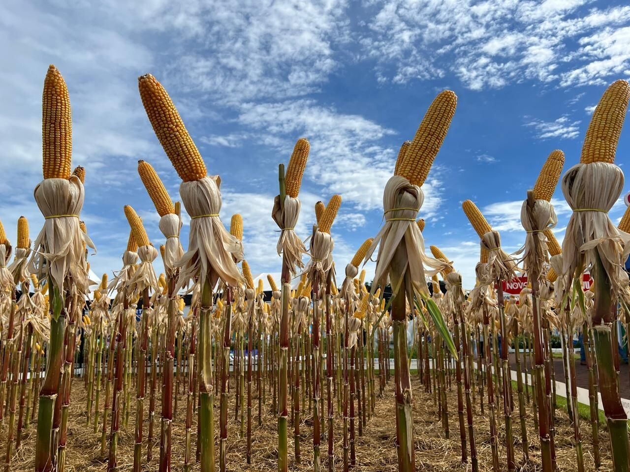 Atraso no plantio de milho compromete a produtividade em Goiás
