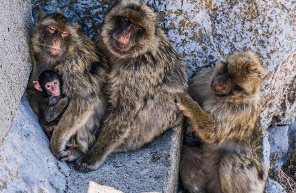 Macacos de Gibraltar evitam dores de barriga com método único