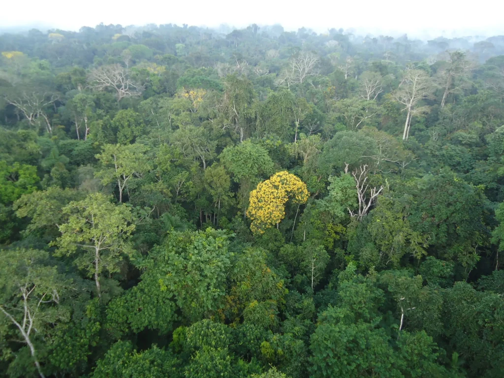 Mudanças nos hábitos dos chineses para proteger a floresta amazônica