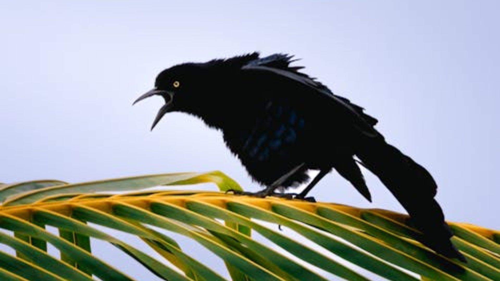 Aves urbanas sentem mais medo de mulheres do que de homens?