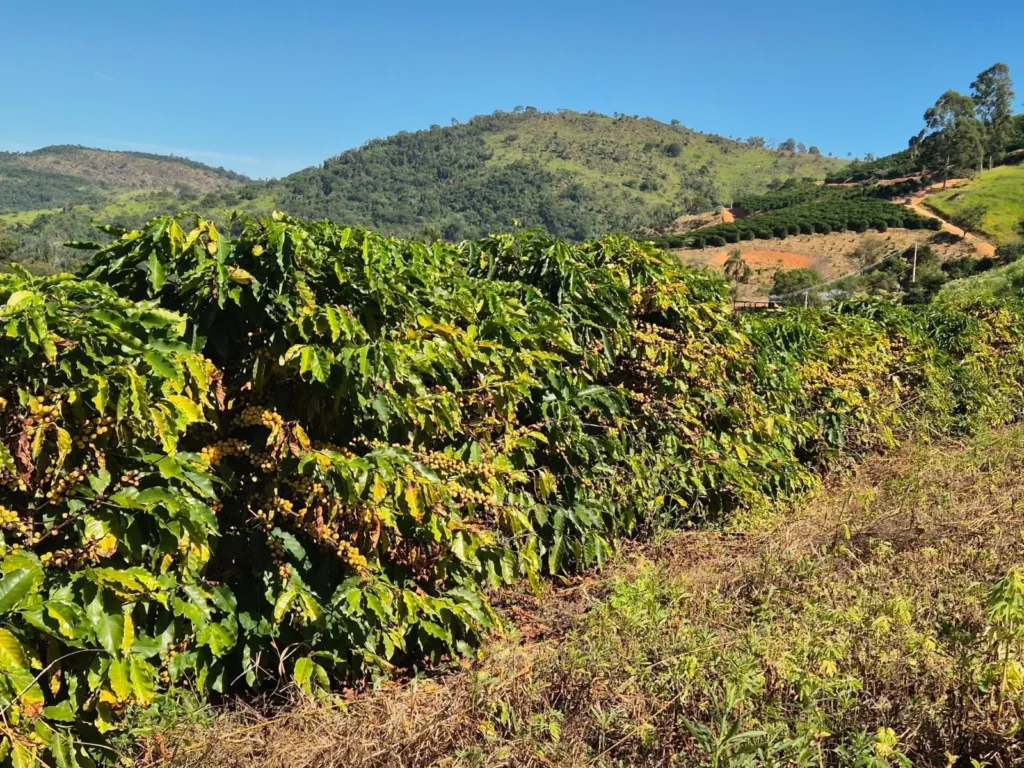 Guerra no Oriente Médio faz crescer custo de produção de café