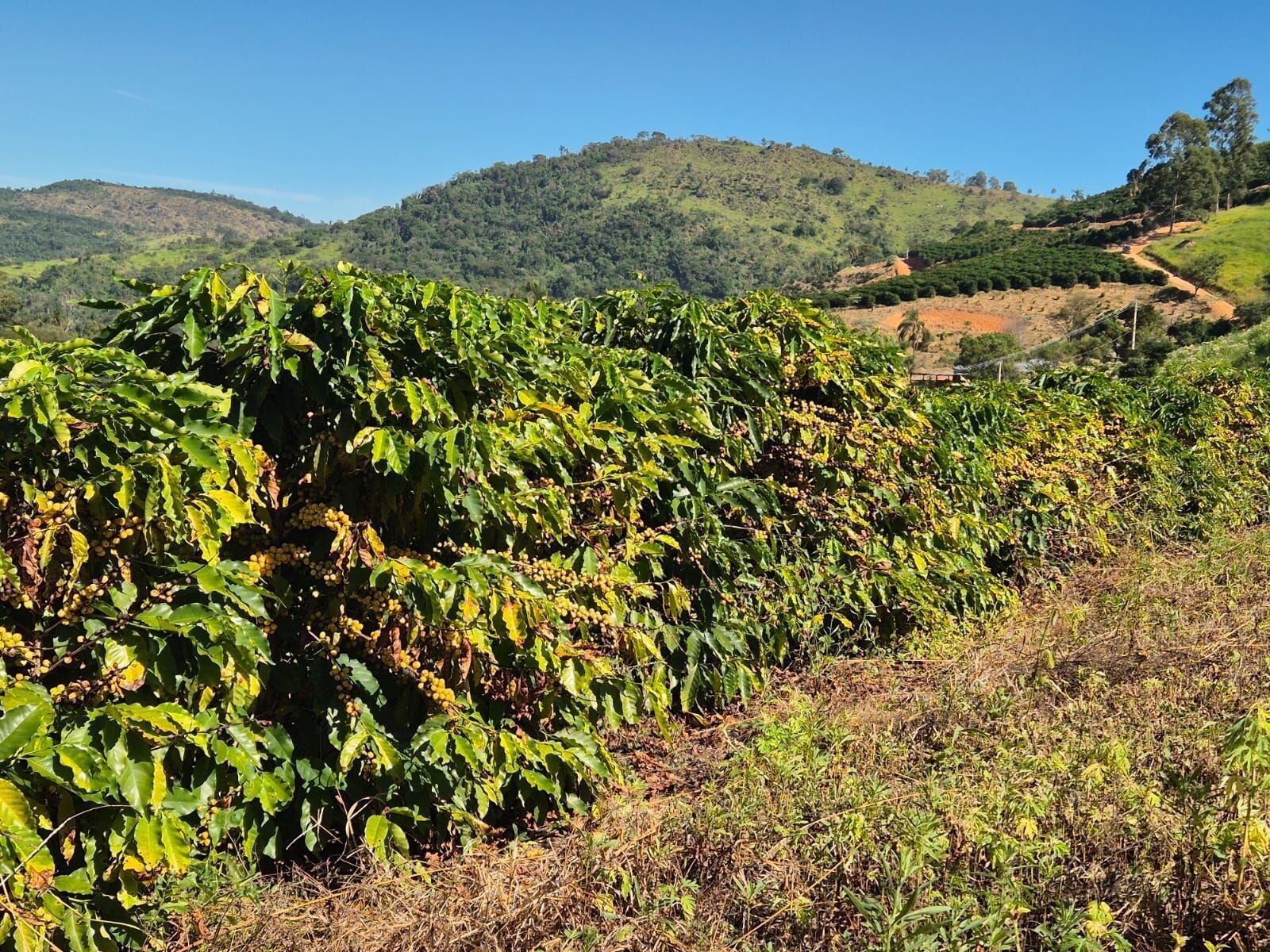 Guerra no Oriente Médio faz crescer custo de produção de café
