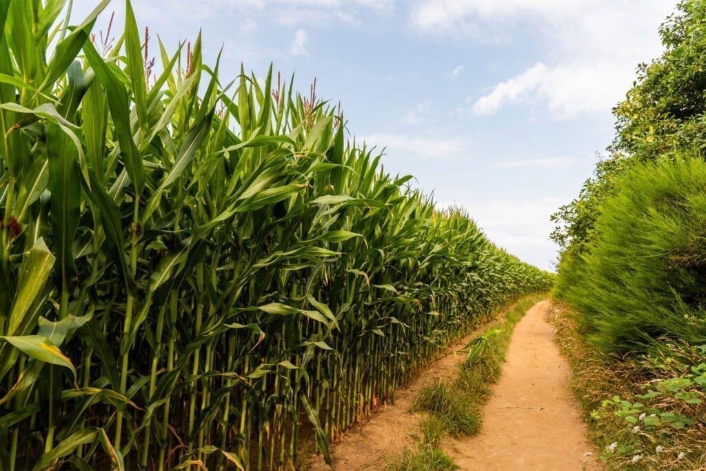 Moagem de cana-de-açúcar do Centro-Sul dobra produção em abril