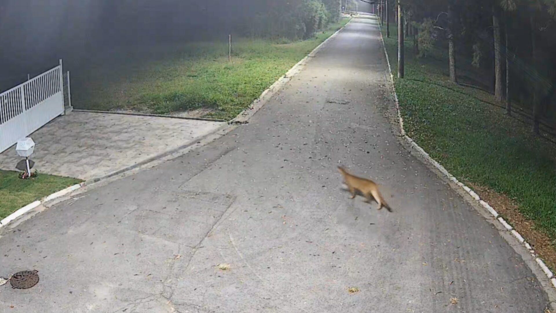 Onça-parda é flagrada em avenida de Barueri, SP, surpreende!