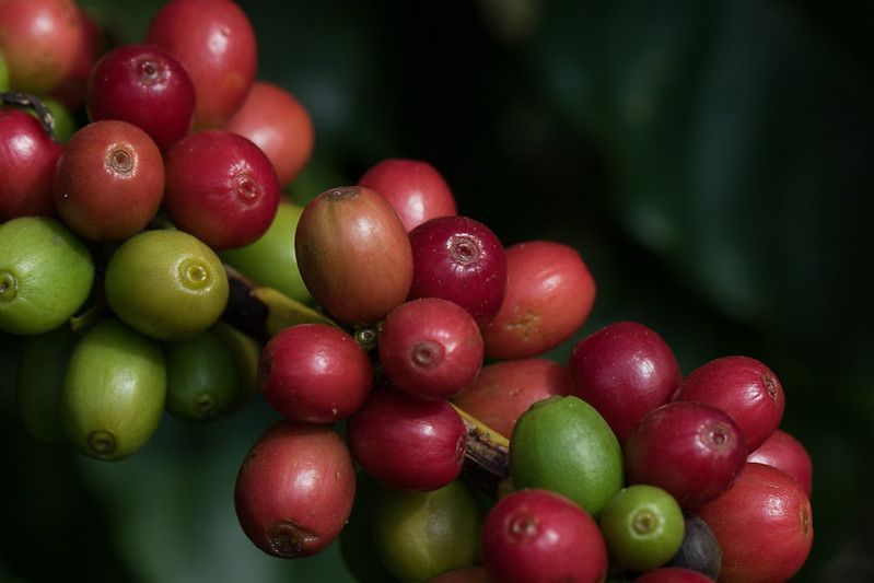 Café arábica avança 1,83% em Nova York por temor de oferta limitada