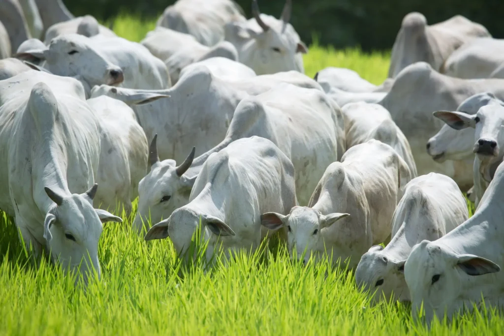 USDA reduz projeções para produção de carne bovina até 2027
