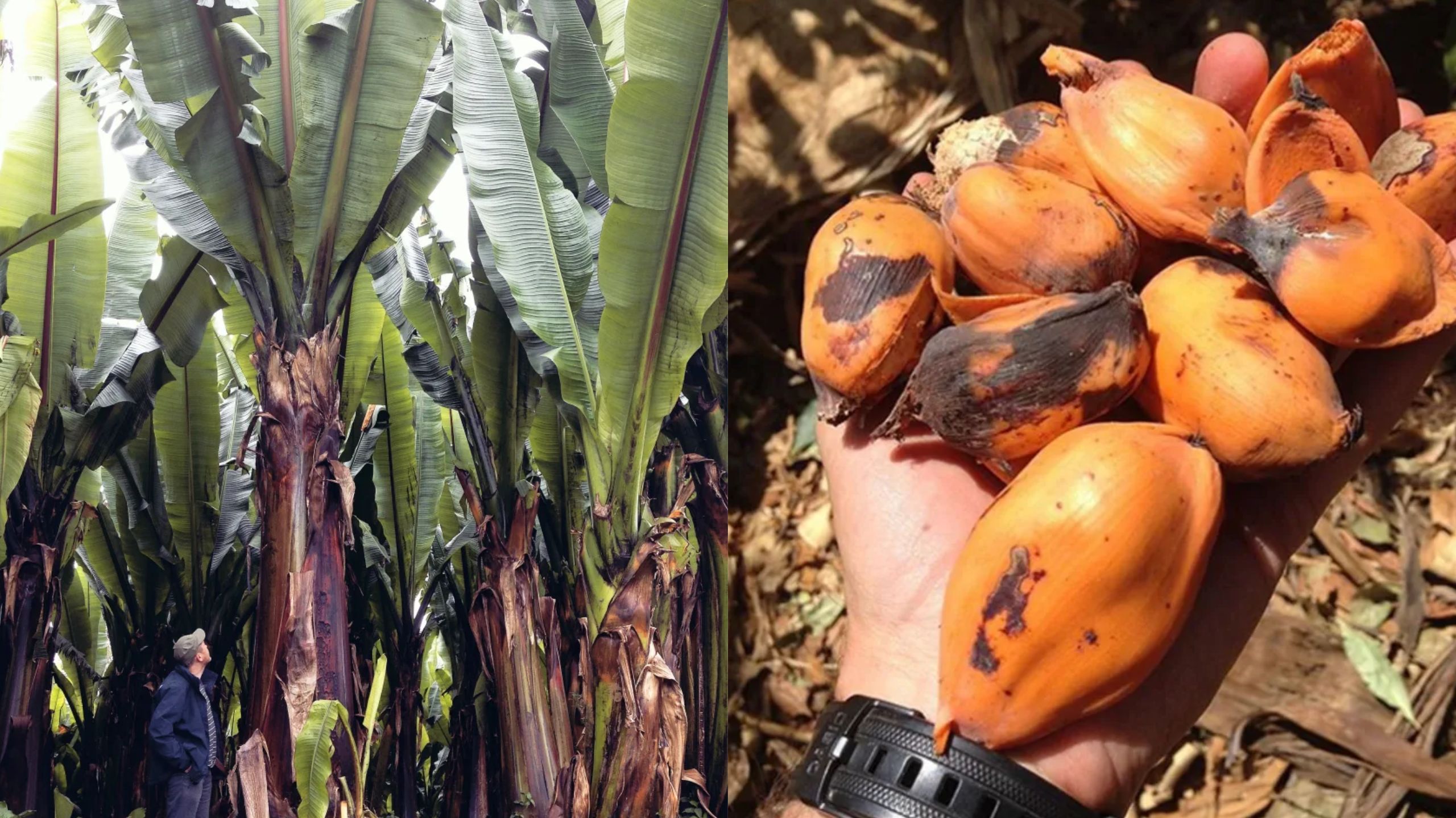 "Parece uma banana gigante, mas seu fruto é intragável: conheça a planta que combate a fome"