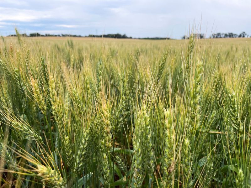 Clima favorece lavouras de trigo na Argentina: colheita promissora